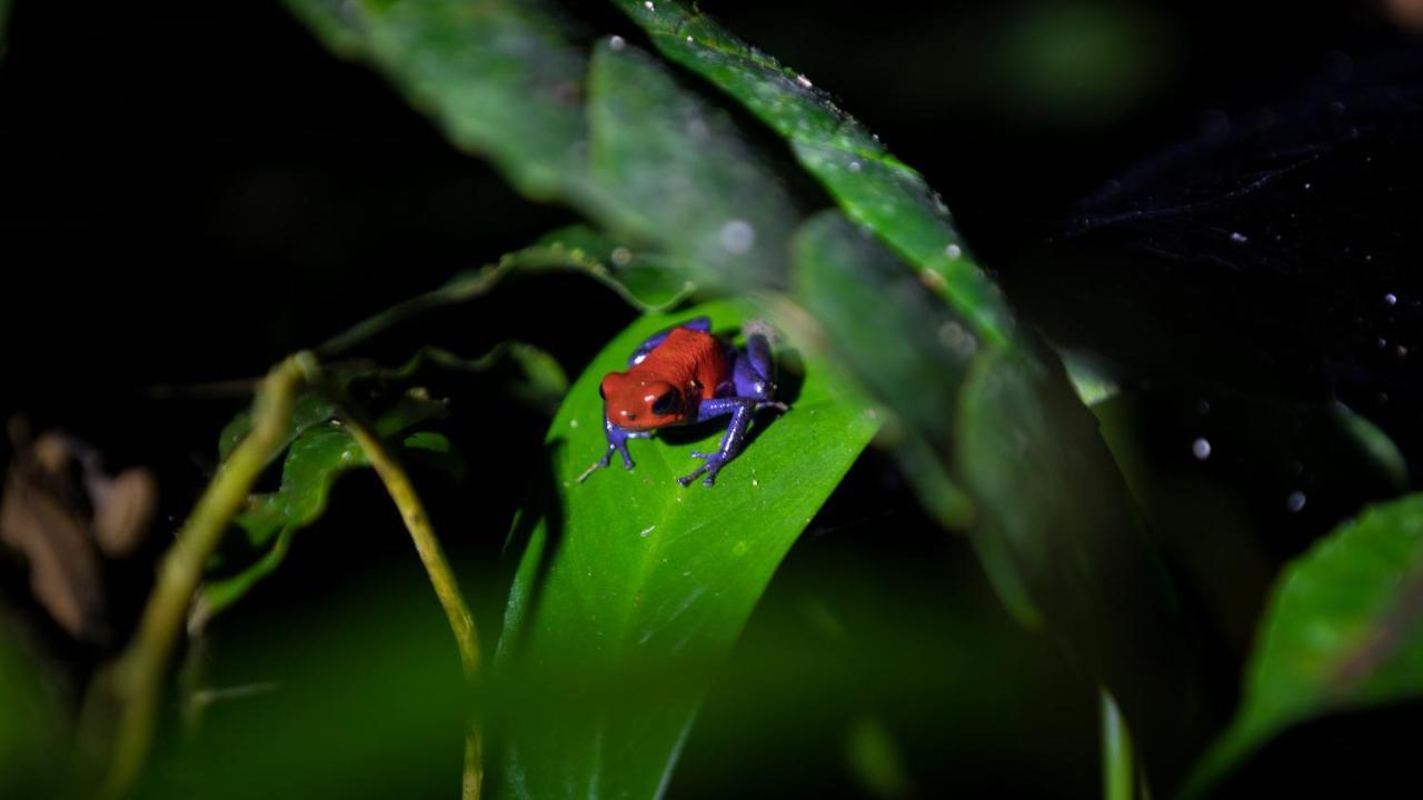 Hotel Rancho Cerro Azul La Fortuna Zewnętrze zdjęcie