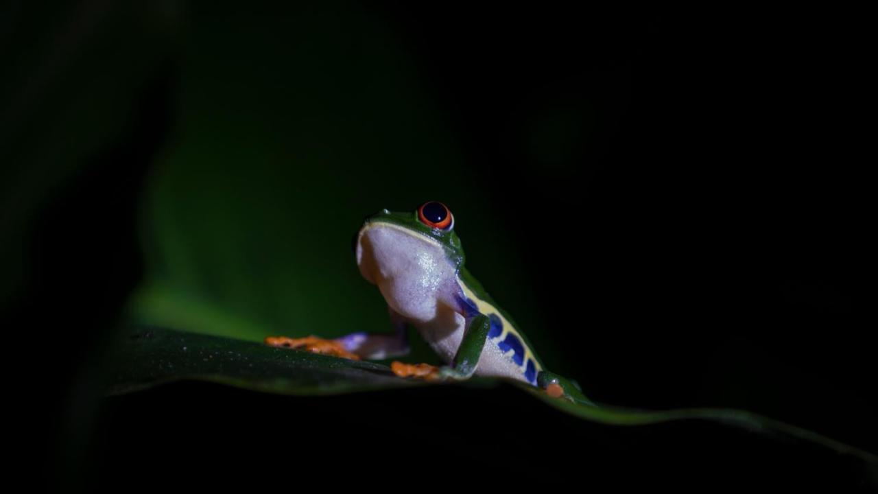 Hotel Rancho Cerro Azul La Fortuna Zewnętrze zdjęcie